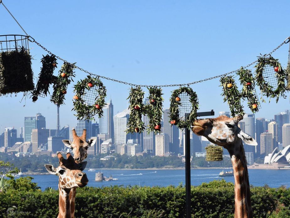 زرافه ها از کریسمس لذت میبرند.سیدنی