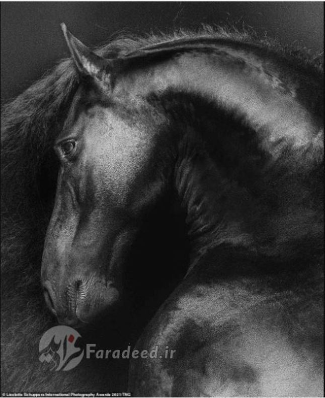 فراتر از اسب، برنده مسابقه امسال عکاس: Liselotte Schuppers 