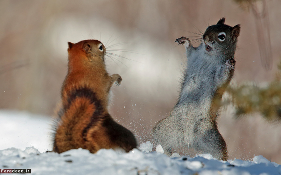 بازی دو سنجاب شیطان در کبک