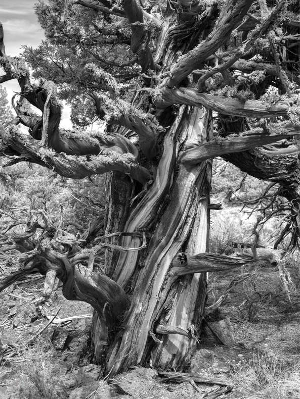 رابرت کلر، پیچش زمان، اورگون، آمریکا 