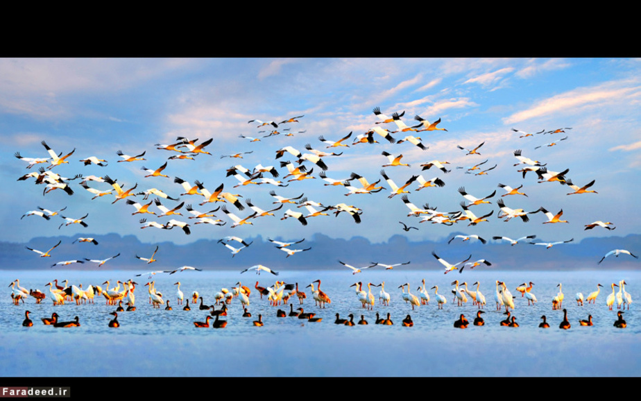 درنای سیبری در آبهای دریاچه‌ای در استان جیانگشی، چین