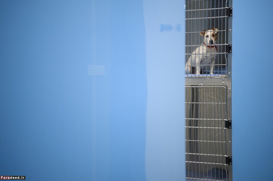 بیمارستان دامپزشکی در لندن 