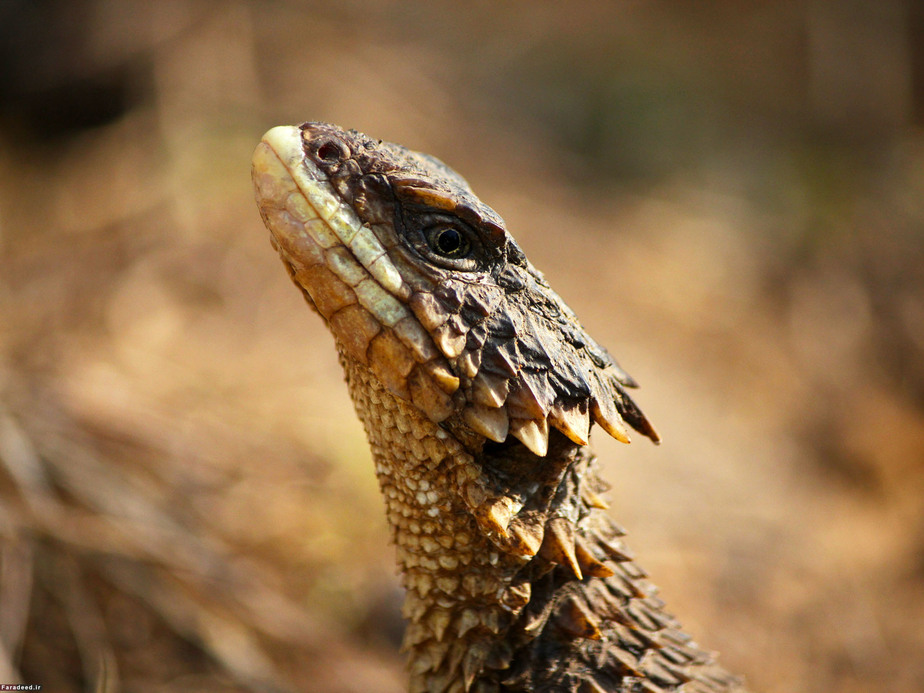 آفتاب‌پرست در آفریقای جنوبی