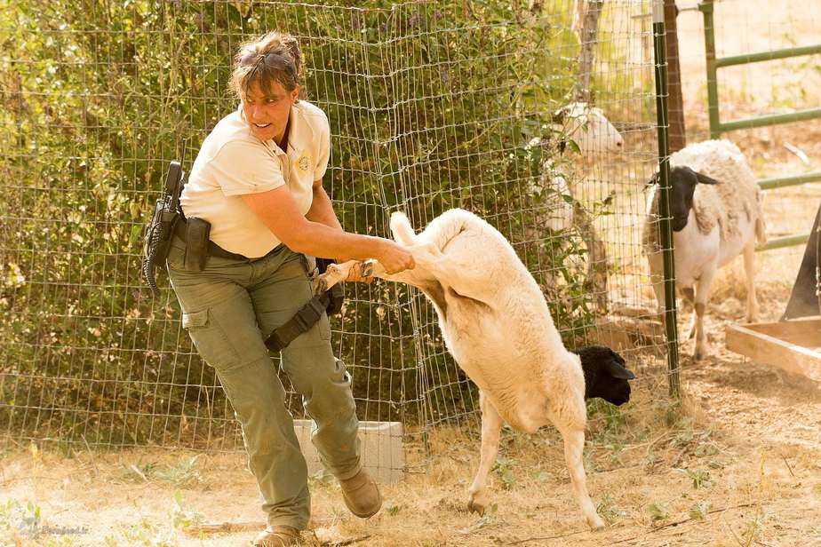 دور کردن گوسفندان از محل آتش‌سوزی در کالیفرنیا