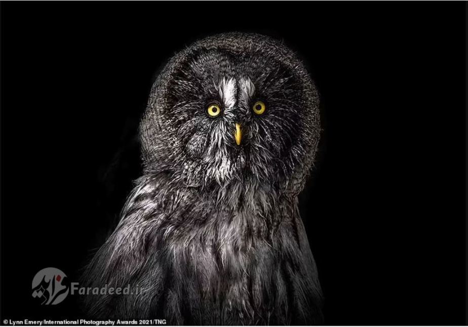 جغد عکاس: Lynn Emery 