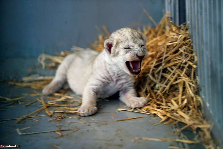 توله شیر در قفس؛ مرکز حیات وحش اردن