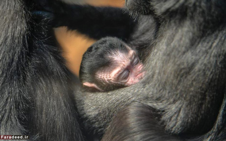 تولد بچه میمون سولاوسی که در معرض خطر انقراض قرار دارد؛ باغ وحش چستر