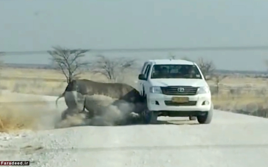 لحظه برخورد کرگدن عصبانی با خودرو در پارک ملی اتوشا در نامیبیا