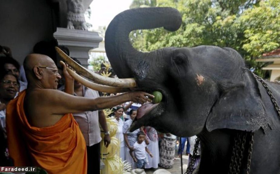 غذا دادن راهب بودایی به فیل در بخش از مراسم جشن سال نوی تامیل‌ها و هندوها