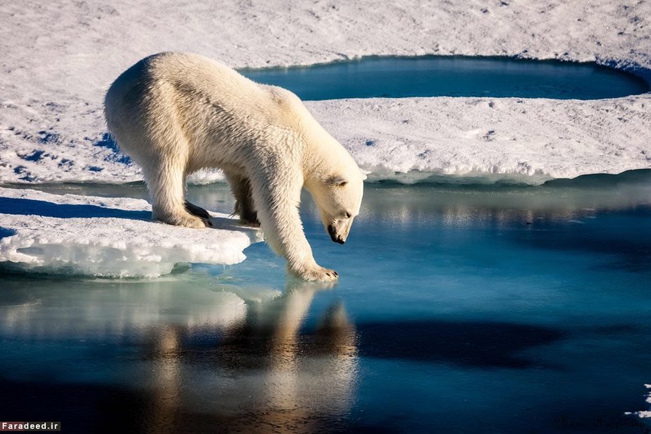 خرس قطبی در حال امتحان کردن استقامت یخ؛ قطب شمال