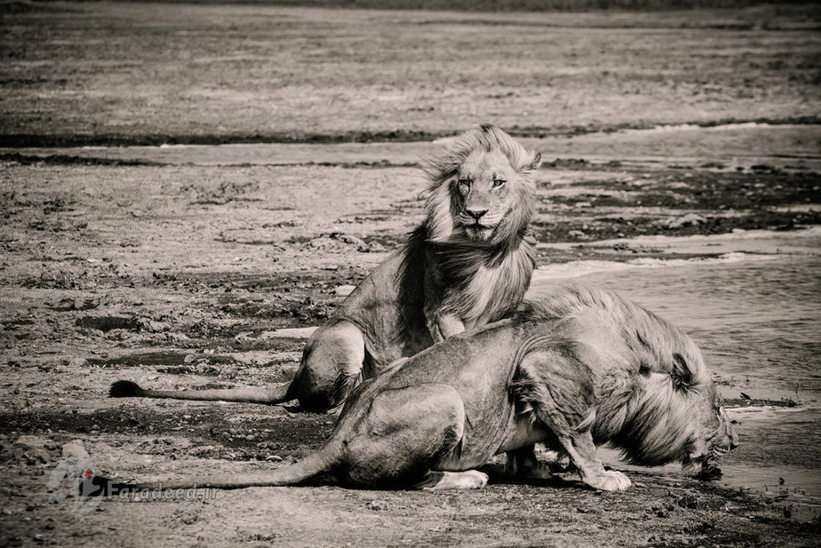 شیرهای نر کنار آب 