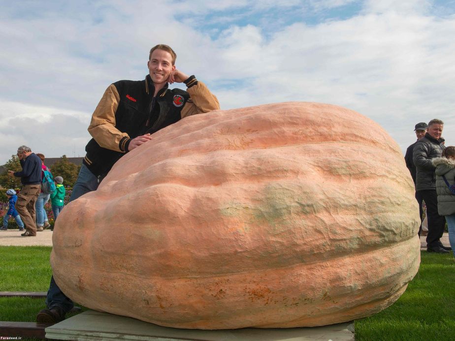 مسابقه کدو تنبل در آلمان