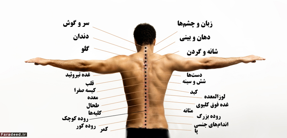 در این تصویر، رابطه ستون فقرات و اندامها مشخص شده است