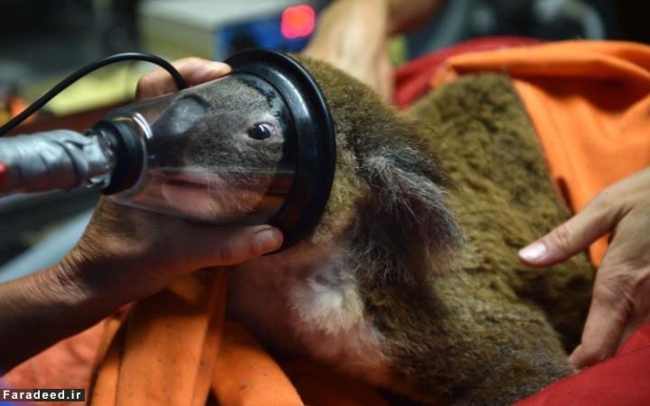 بیهوش کردن کوالا برای انجام معاینه در بیمارستان کوالا؛ استرالیا