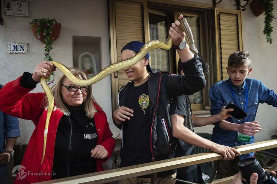 مارگیر جوان در حالی که حلقه کرده؛ آن را به همه نشان می دهد