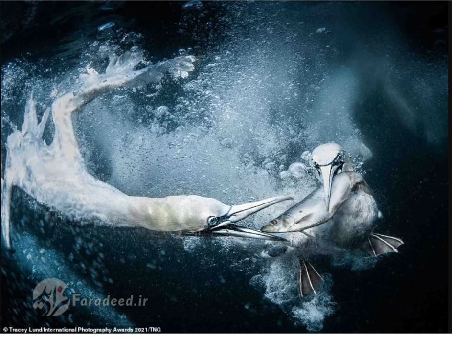 یکی از 5‌تصویر برتر منتخب داوران عکاس: Tracey Lund 