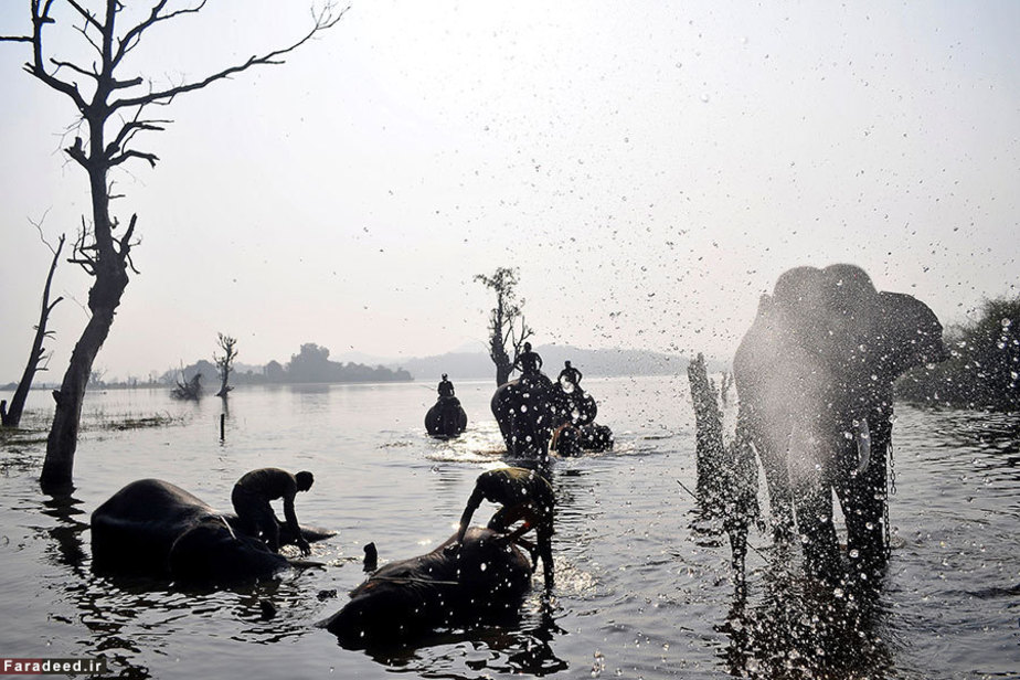 حمام فیل‌ها در رودخانه؛ کارناتاکا