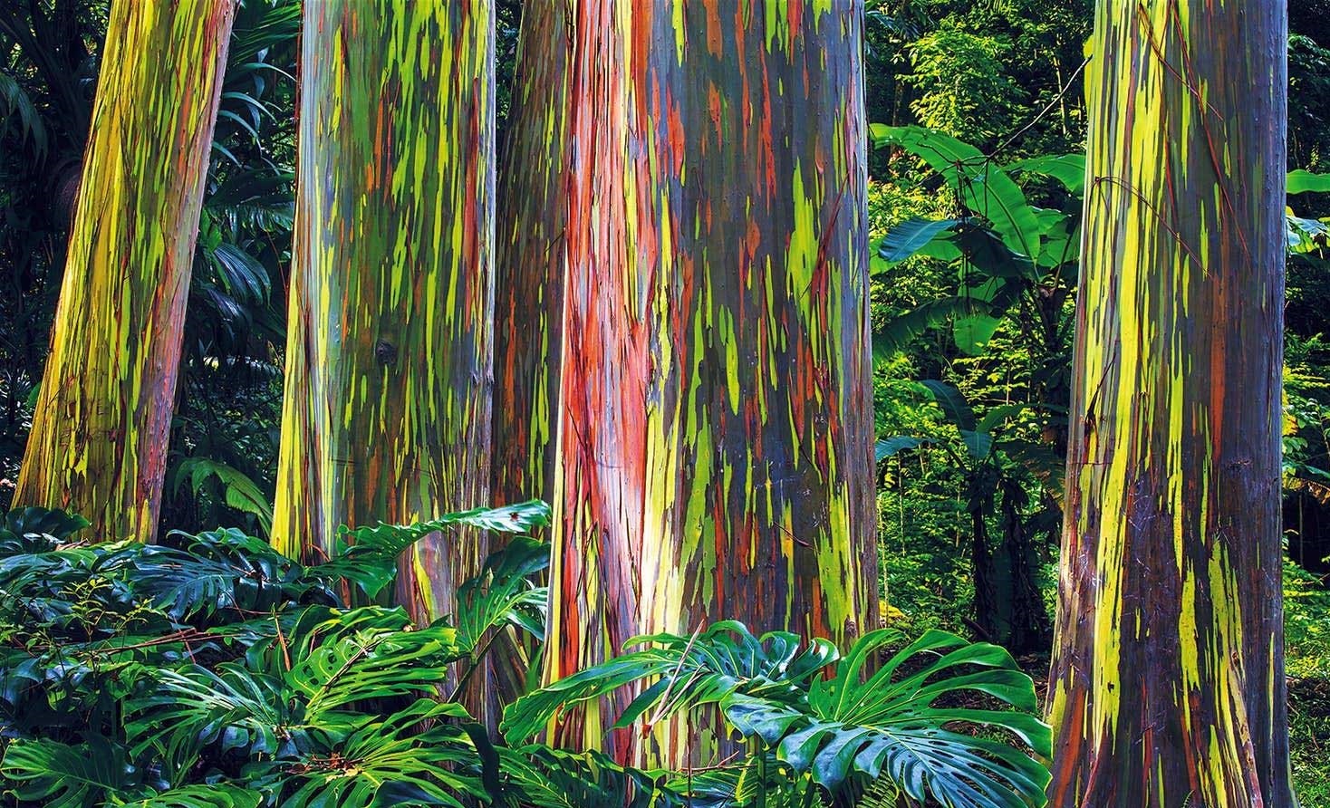 (تصاویر) عجیبترین جاذبههای طبیعی دنیا کجا قرار دارند؟/// (تصاویر) عجیبترین جاذبههای طبیعی دنیا کجا قرار دارند؟///