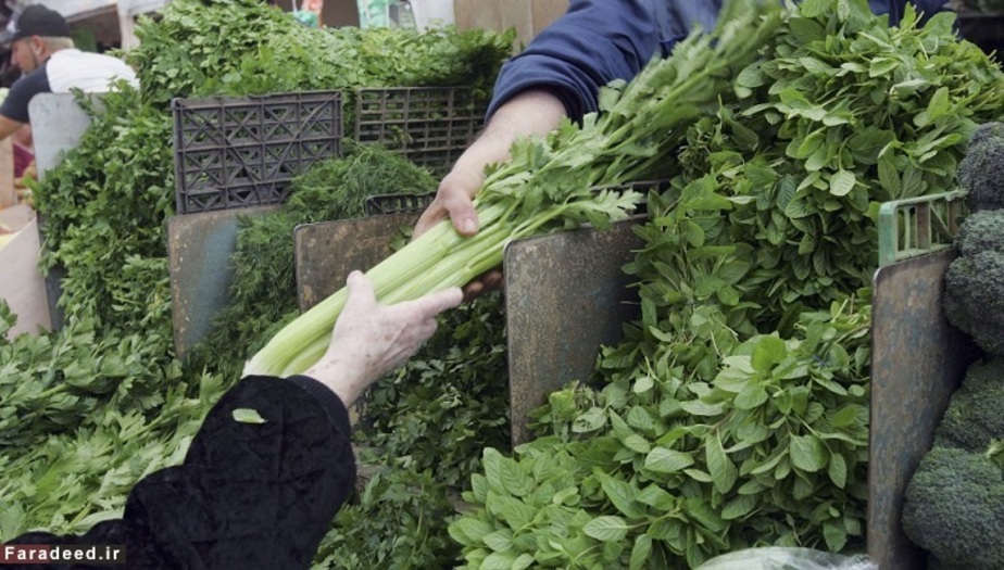 کرفس حاوی 95.4 درصد آب می باشد.