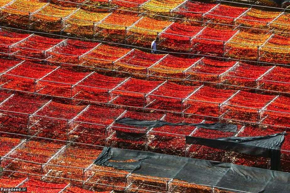 نمای کلی از مزرعه فلفل