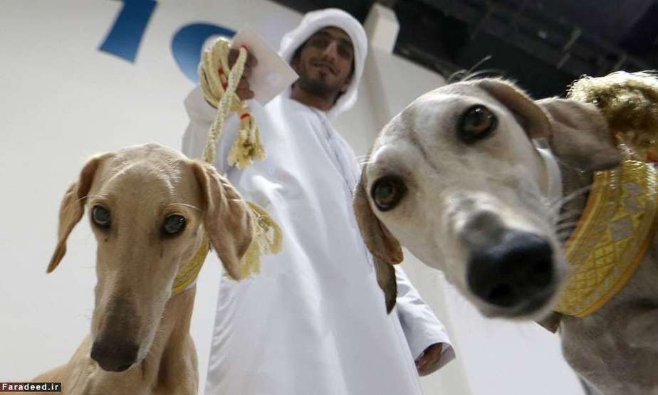 نمایشگاه شکار در ابوظبی