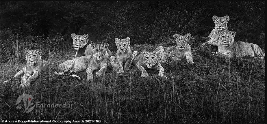 مجموعه تصاویرِ حیوانات منحصربه‌فرد عکاس: Andrew Doggett 