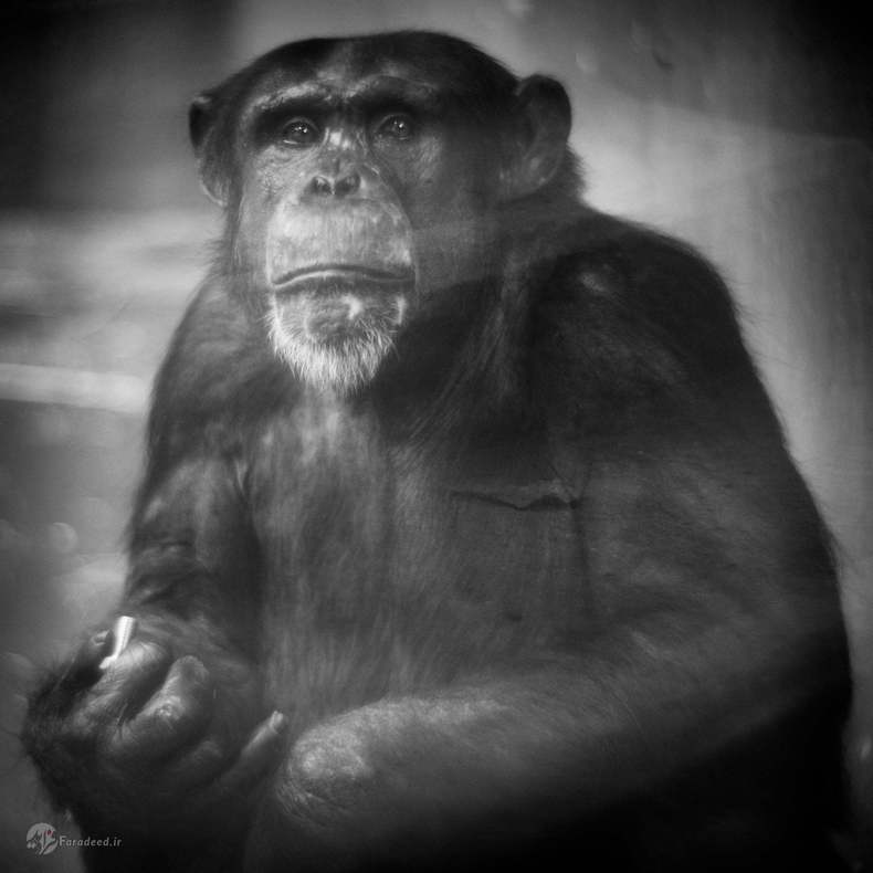 چارلی: شامپانزه، آلمان. این شامپانزه وقتی که بری را به همراه دوربینش دید، شیء مورد علاقهاش را از مکانی که مخفی کرده بود بیرون آورد و برای ثبت پرترهاش روبروی دوربین بری نشست.