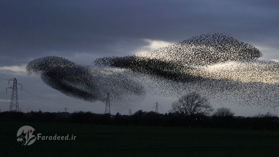 به نظر می‌رسد این پرندگان طبق الگوی مشخصی در خط افق قرار می‌گیرند.