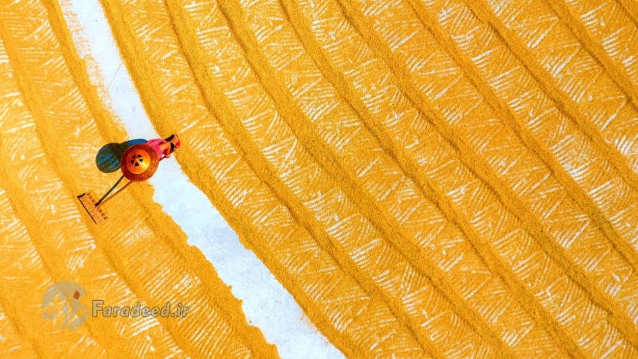 برداشت برنج در چین