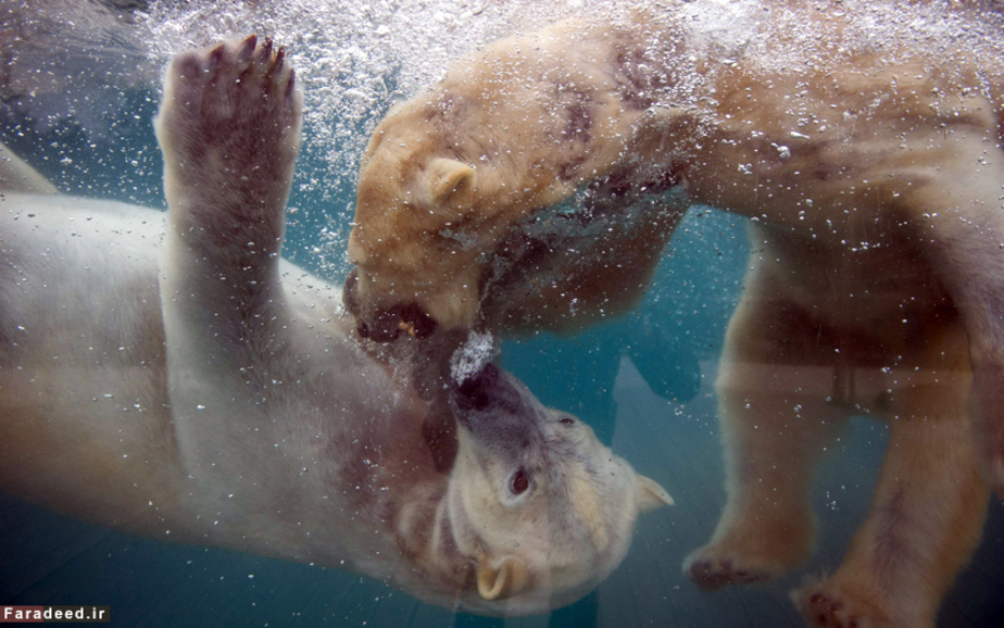 بازی خرسهای قطبی در باغوحش مولوز در فرانسه