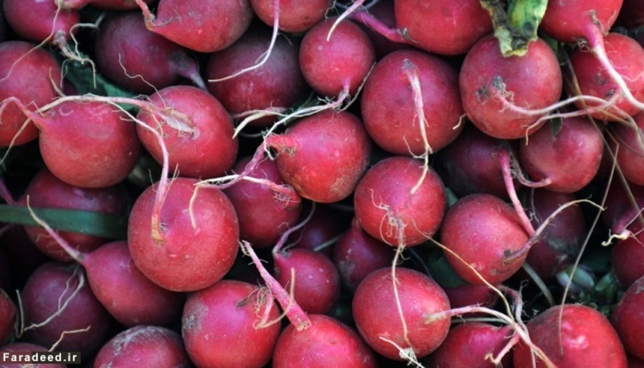 تربچه حاوی 95.3 درصد آب می باشد.