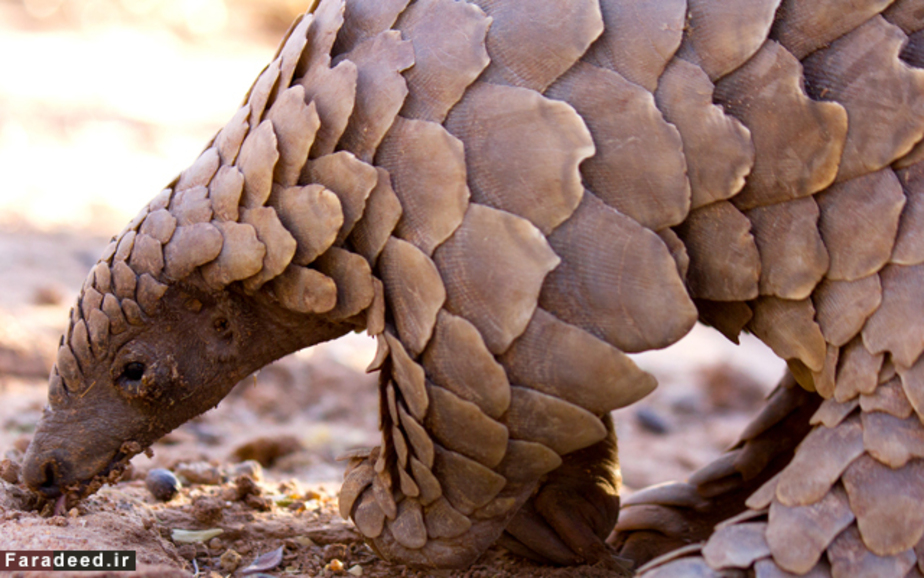 مورچه‌خواری که به تازگی در آفریقای جنوبی کشف شده