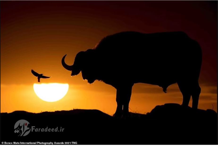 تصاویر سایه‌وار از حیات‌وحش عکاس: Bence Mate 