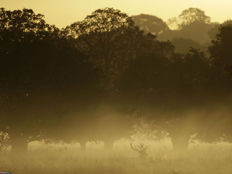 گوزن در مه؛ پارک ریچوند لندن