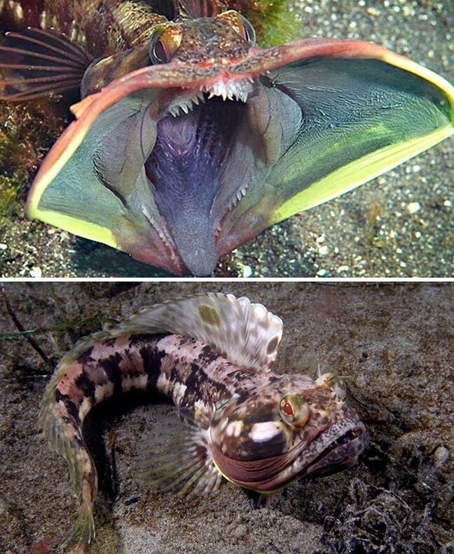 ماهی Sarcastic Fringehead با نام علمی Neoclinus Blanchardi حیوانی کوچک اما بسیار تهاجمی و وحشی است. این ماهی دارای دهانی بسیار بزرگ است و به شدت از قلمرو خود محافظت می کند 