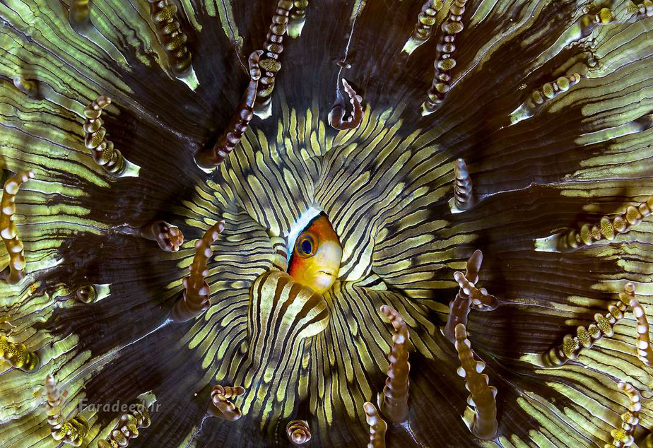 الگوی زیبای شنی که ماهی قرمز از شنها در اندونزی ساخته