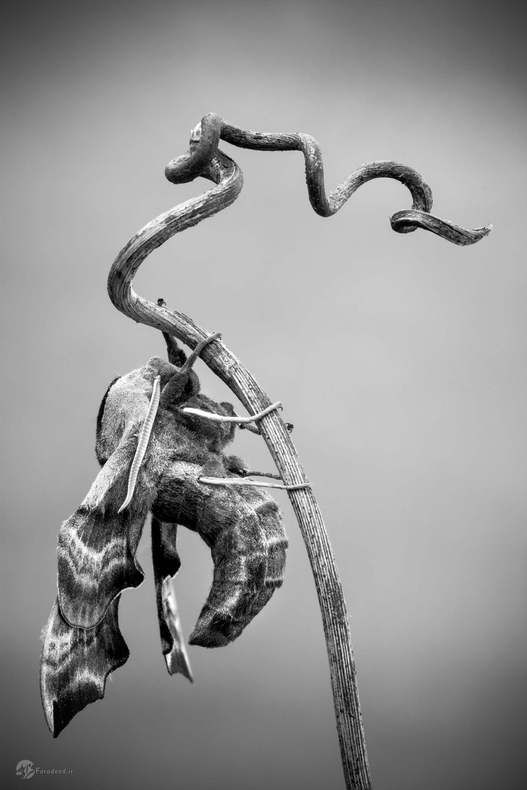 پیتر سابل، مقام نخست، شب پره، کرواسی 