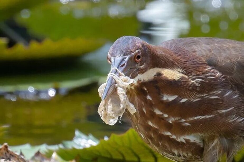 پرنده‌ای که پیچیدن ماسک دور منقارش او را محدود کرده است 