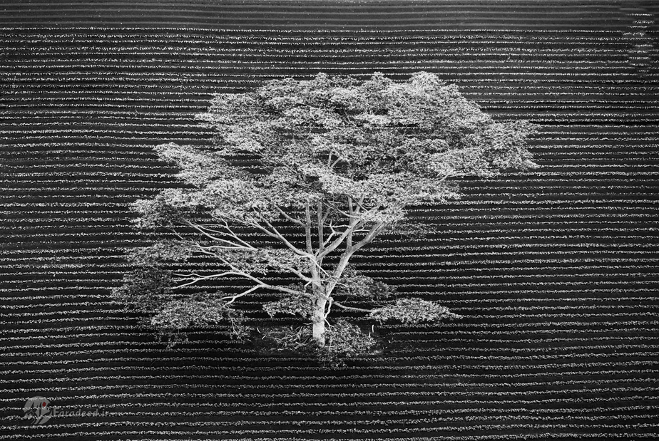 درختی در میان کشتزارهای هاوایی