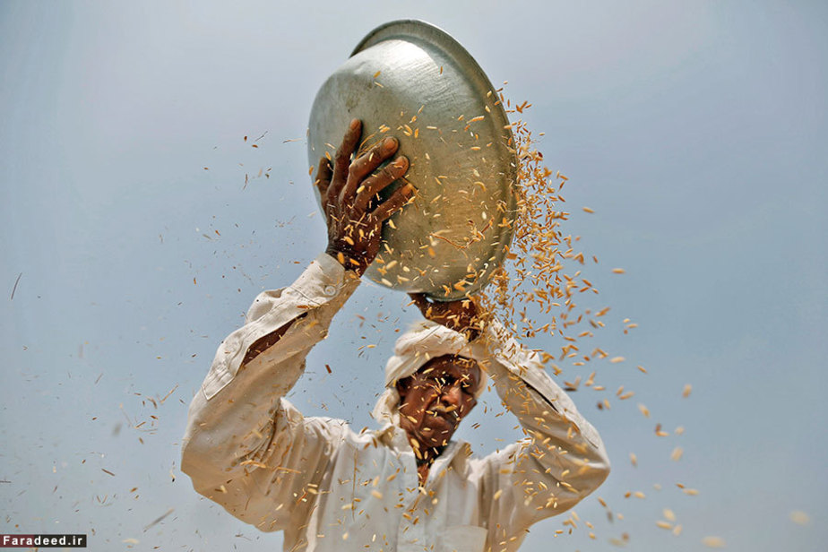 کشاورز در مزرعه برنج؛ احمدآباد