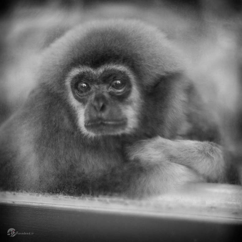 آپینیا: میمون درازدست، آلمان