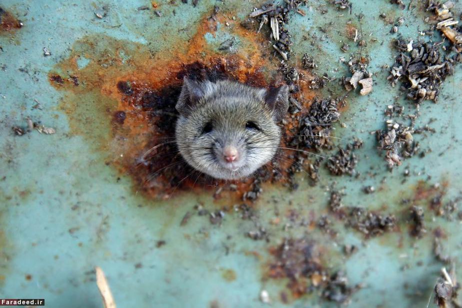 سر موش در سوراخ سطل زباله؛ محله بروکلین نیویورک