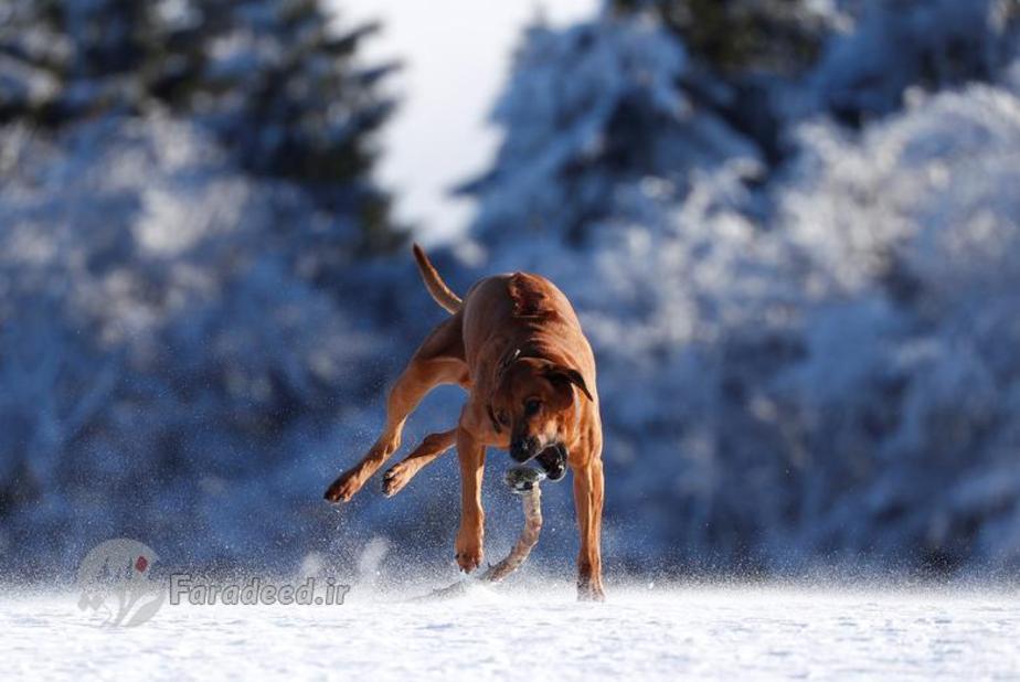 یک سگ در کوه فلدبرگ خارج از شهر فرانکفورت در آلمان برف بازی می کند.