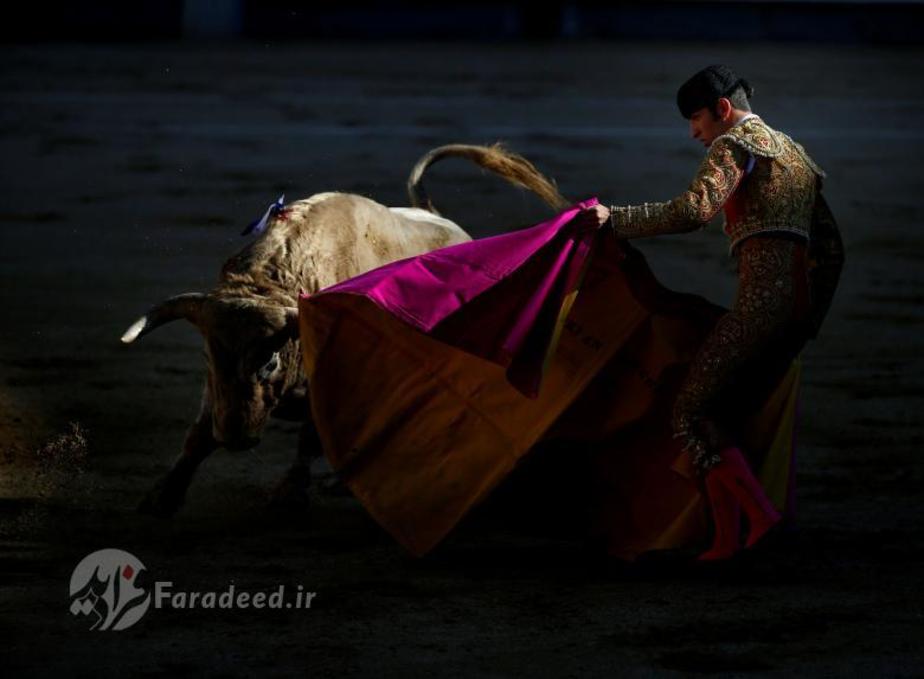 اسپانیا| آدریان هنچ، گاو باز اسپانیایی، در حال اجرای مراسم گاو بازی در مادرید