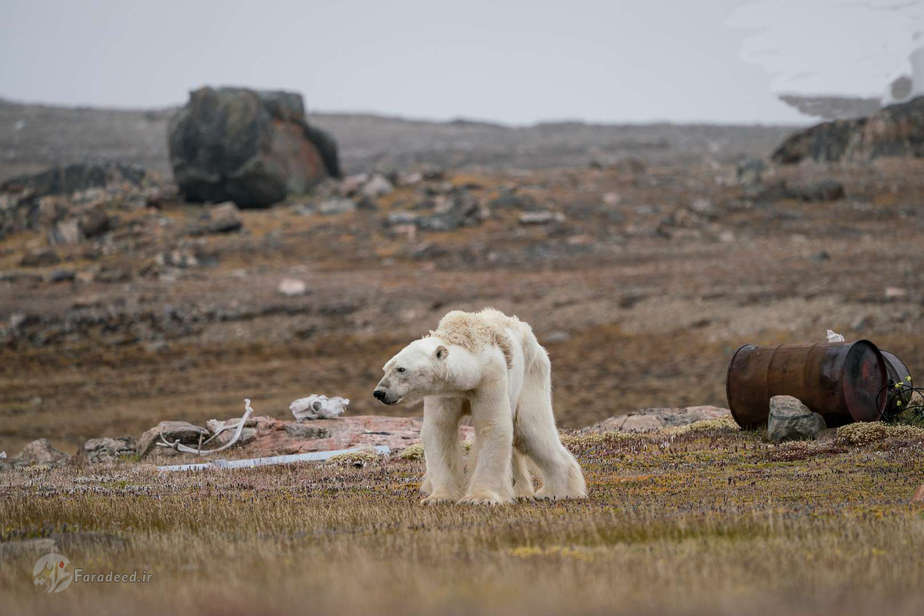 خرس قطبی در جستجوی غذا