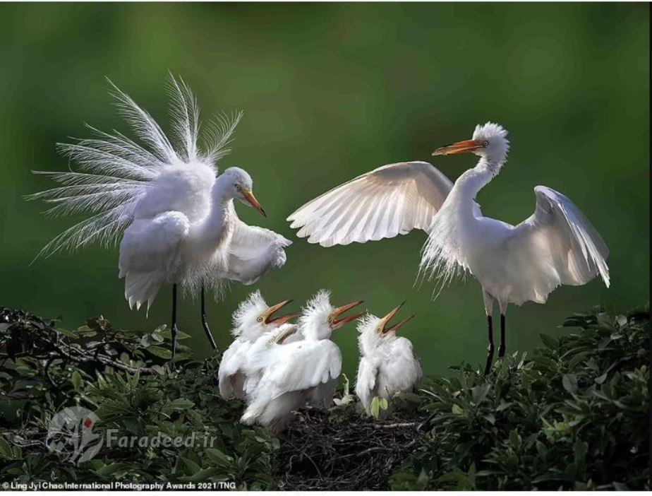 اگرت‌ها عکاس: Ling Jyi Chao 