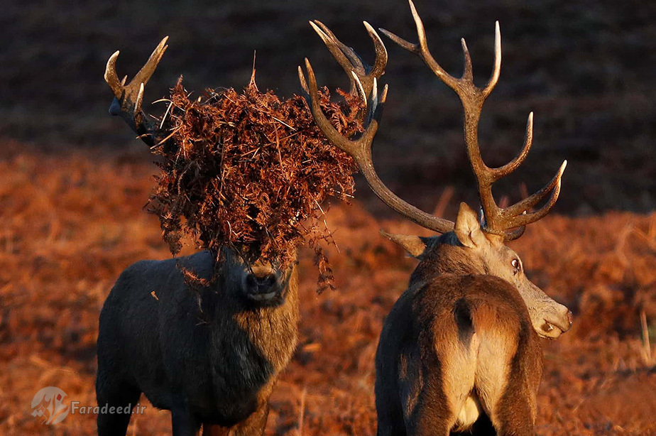 گوزن‌های زیبا در لینفورد انگلستان
