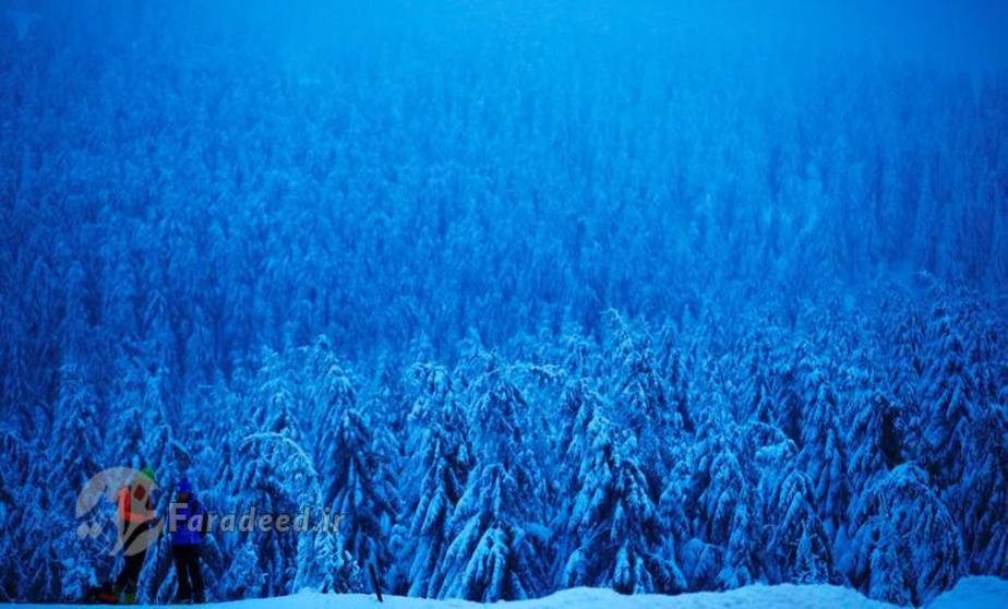 مردم در یک جنگل پوشیده از برف در آلمان.