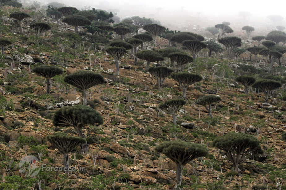 پوشش گیاهی غالب این منطقه درخت خون اژدهاست