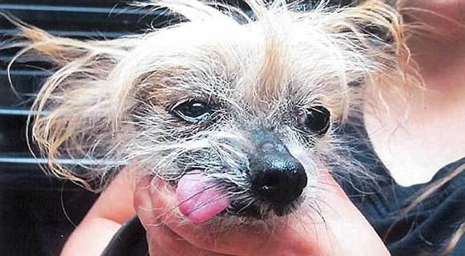 مسابقه زشت ترین سگ های دنیا